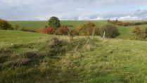 Pflanzflächen für Hecken und Obstwiesen im Kreis Paderborn gesucht